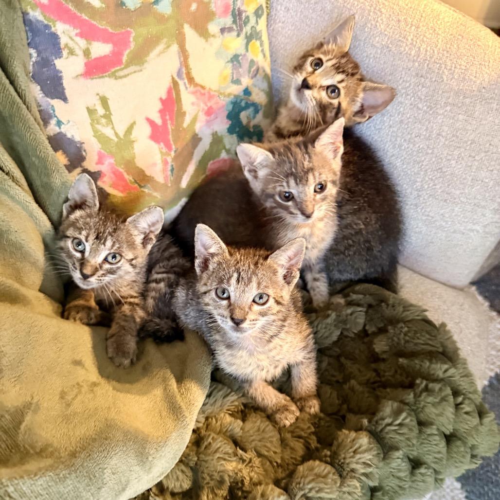 Freckles, Adoptable, Kitten Female Domestic Short Hair.