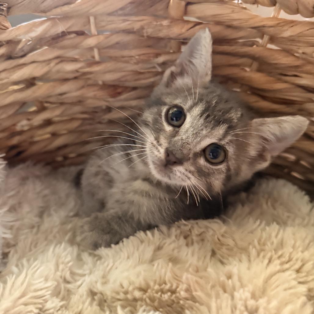 Enlarge Freckles, a Adoptable Domestic Short Hair in Missouri City, TX image 2/2