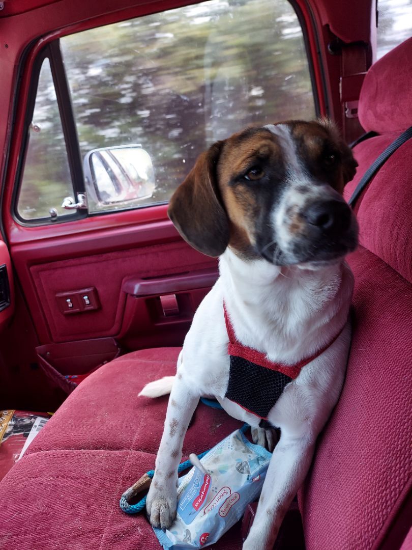 Oden, a Adoptable mixed breed in Mexia, TX image 1/6