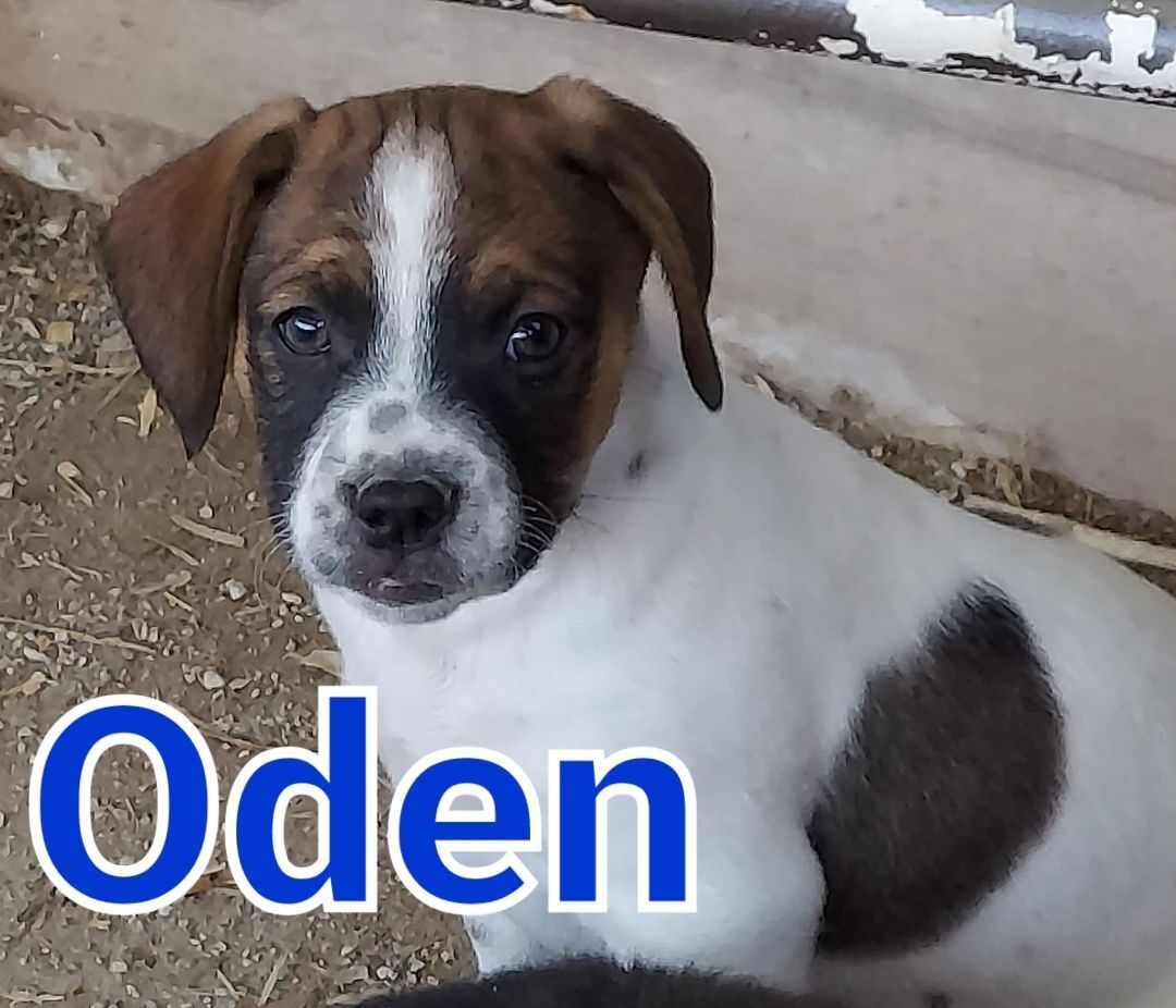 Oden, a Adoptable mixed breed in Mexia, TX image 2/6
