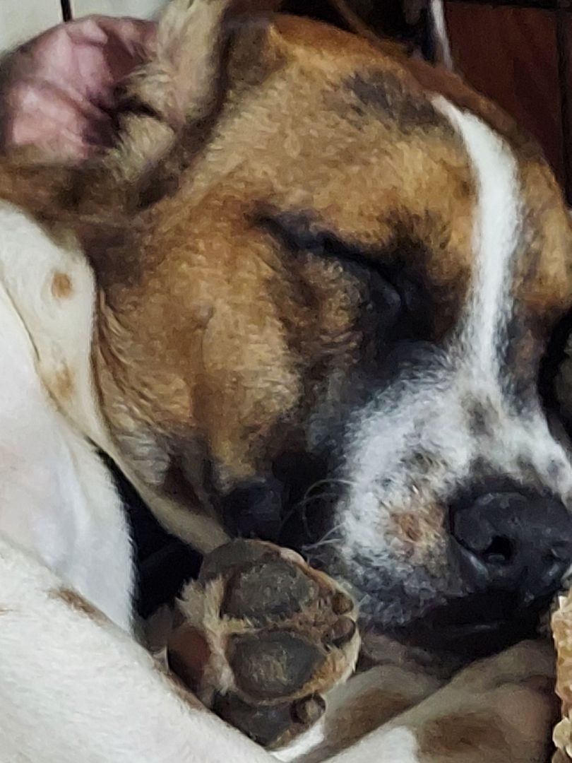 Oden, a Adoptable mixed breed in Mexia, TX image 3/6