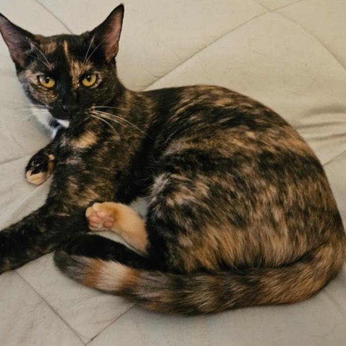 Lenore, a Adoptable Domestic Short Hair in Tanner, AL image 1/4