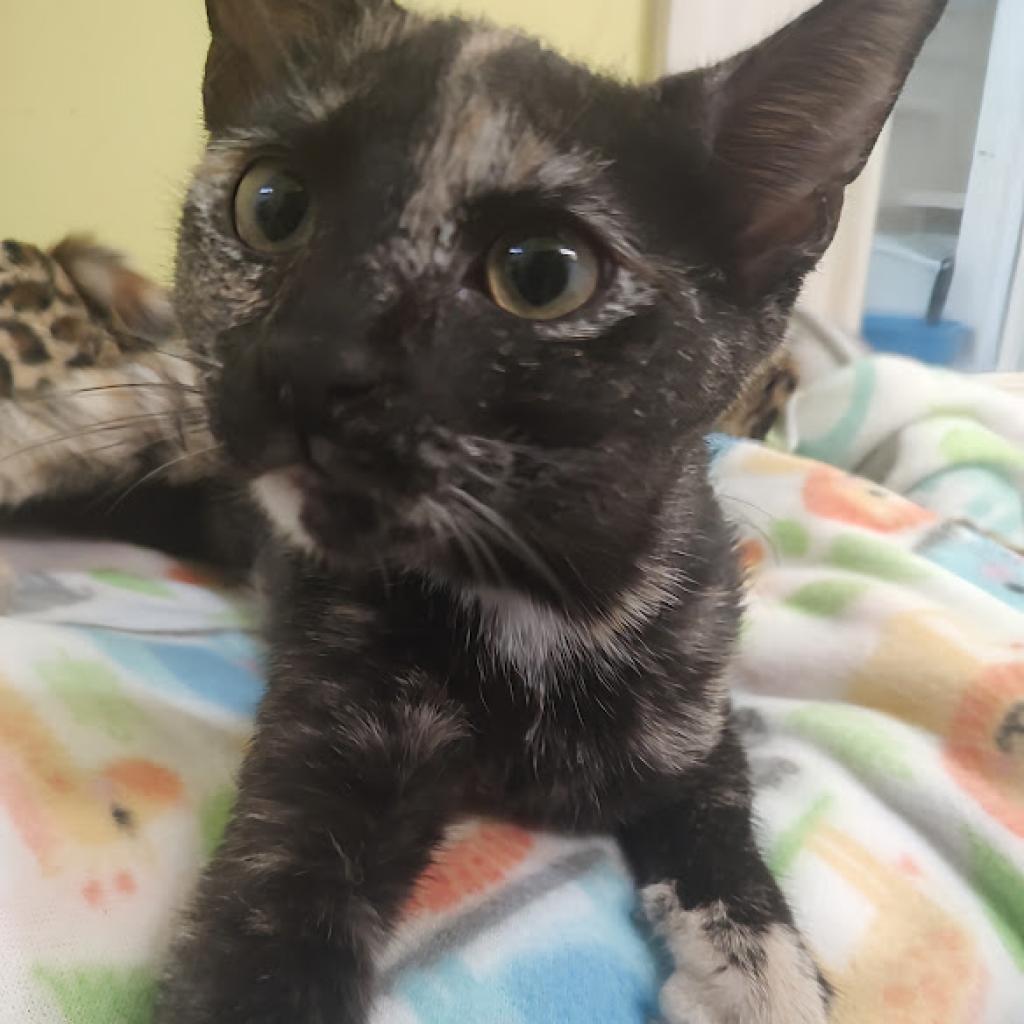 Lenore, a Adoptable Domestic Short Hair in Tanner, AL image 2/4