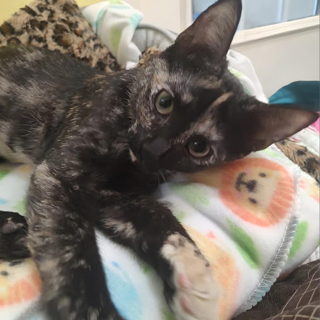 Lenore, a Adoptable Domestic Short Hair in Tanner, AL image 3/4