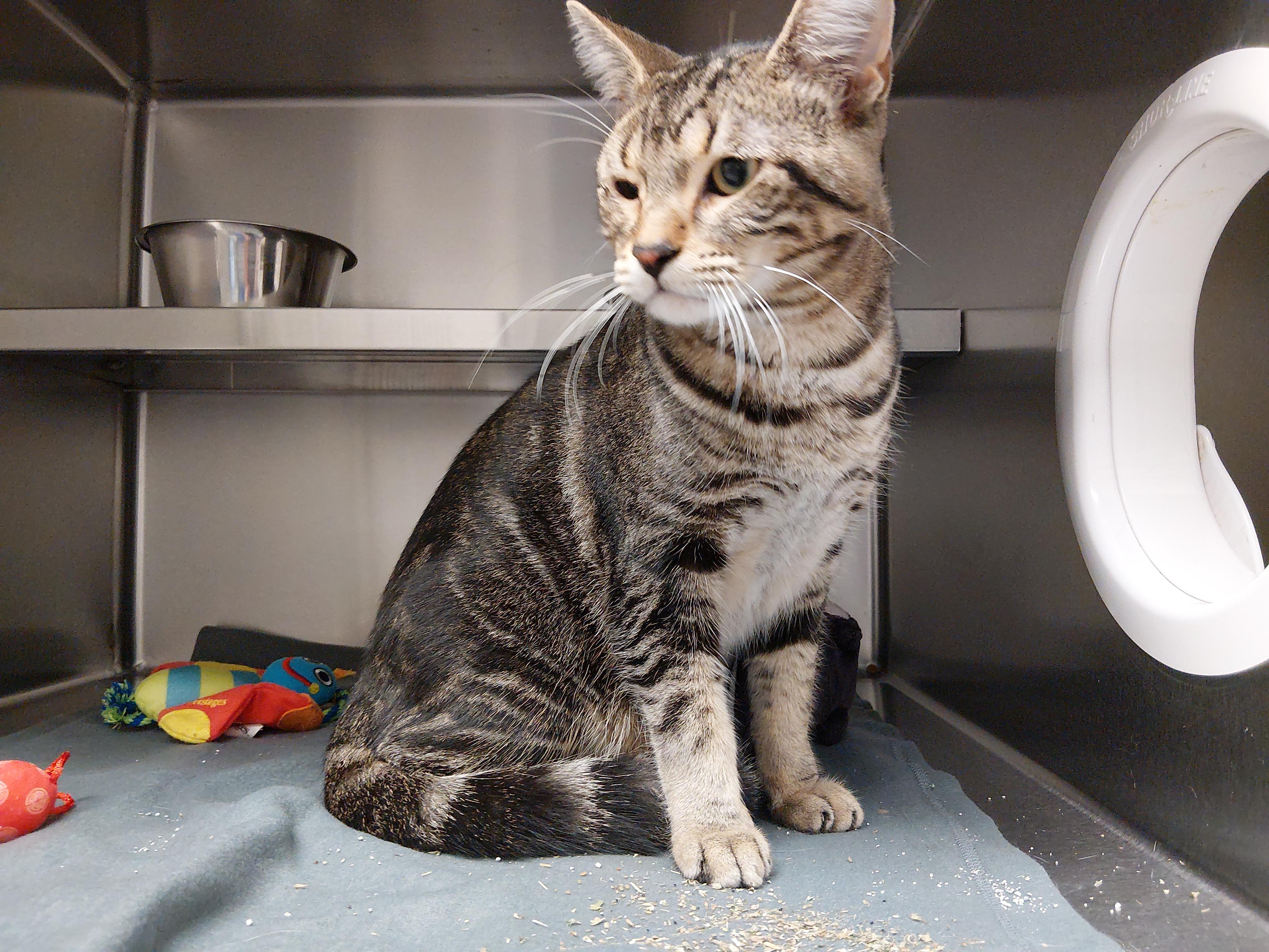 Patchy, adopted, Adult Male Domestic Short Hair.