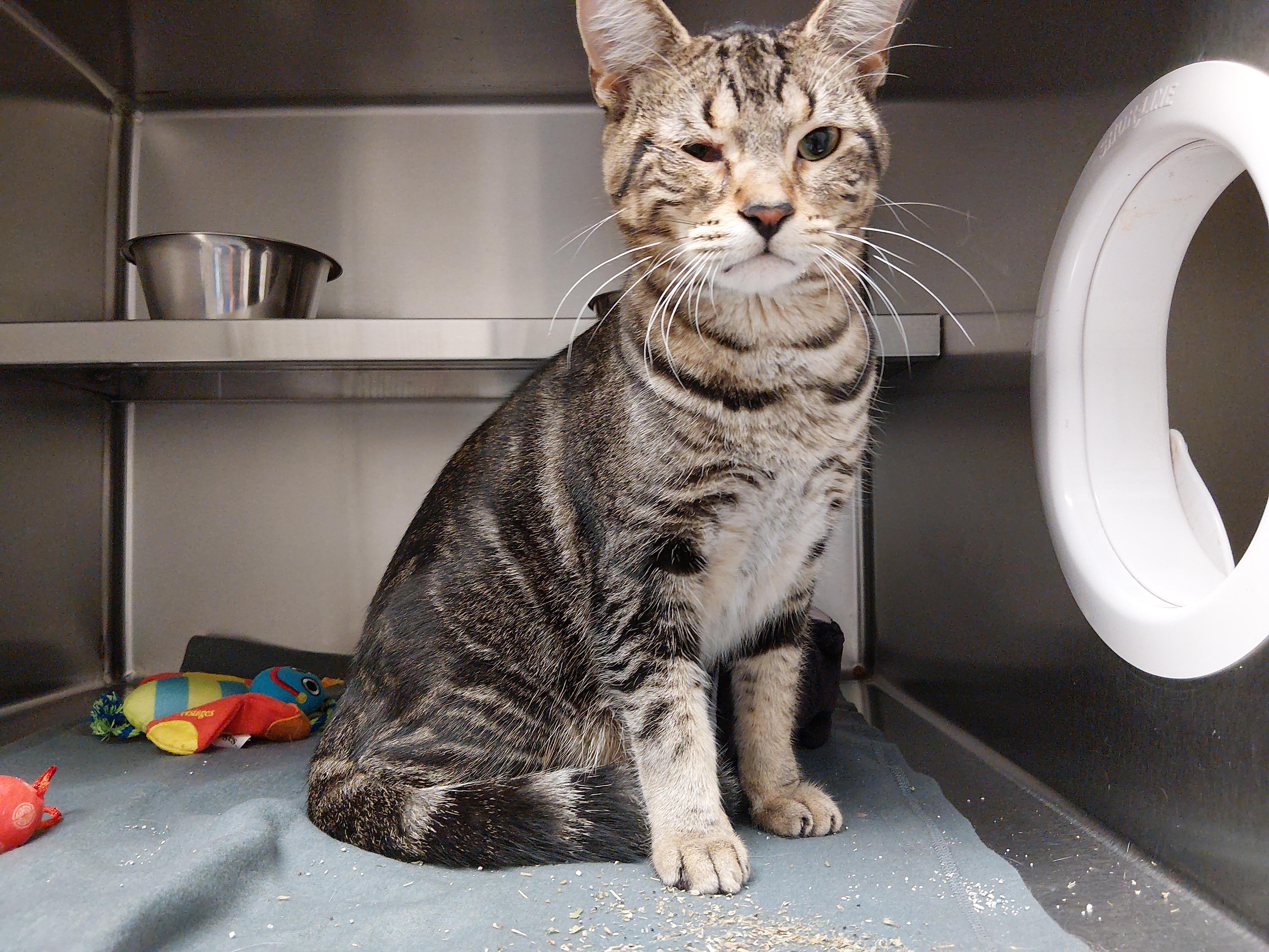 Patchy, an adopted Domestic Short Hair in Liberty, MO image 2/2