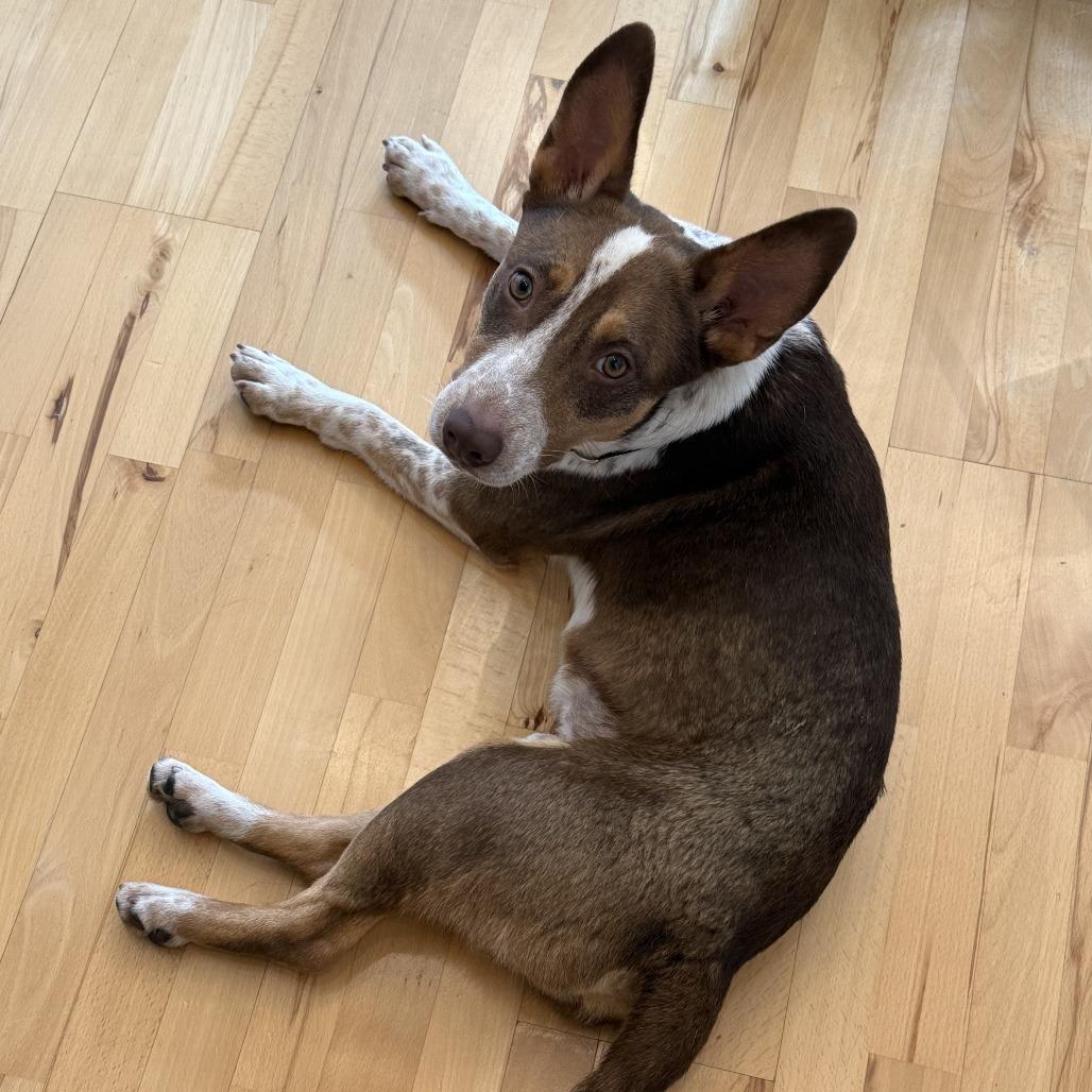 Gatsby, Adoptable, Adult Male Cattle Dog & Australian Shepherd.