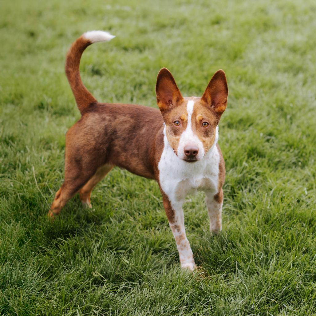 Gatsby, Adoptable, Adult Male Cattle Dog & Australian Shepherd.