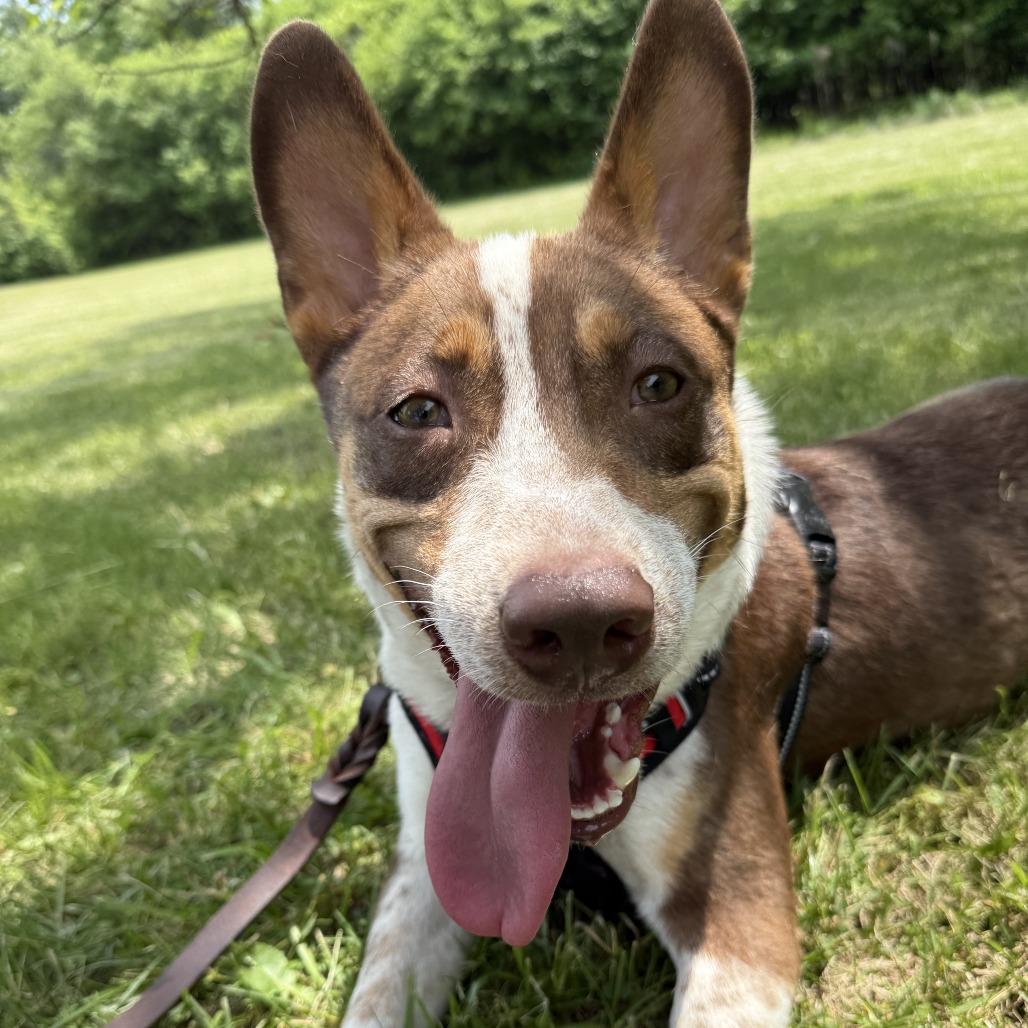 Enlarge Gatsby, a Adoptable mixed breed in Northbrook, IL image 2/6