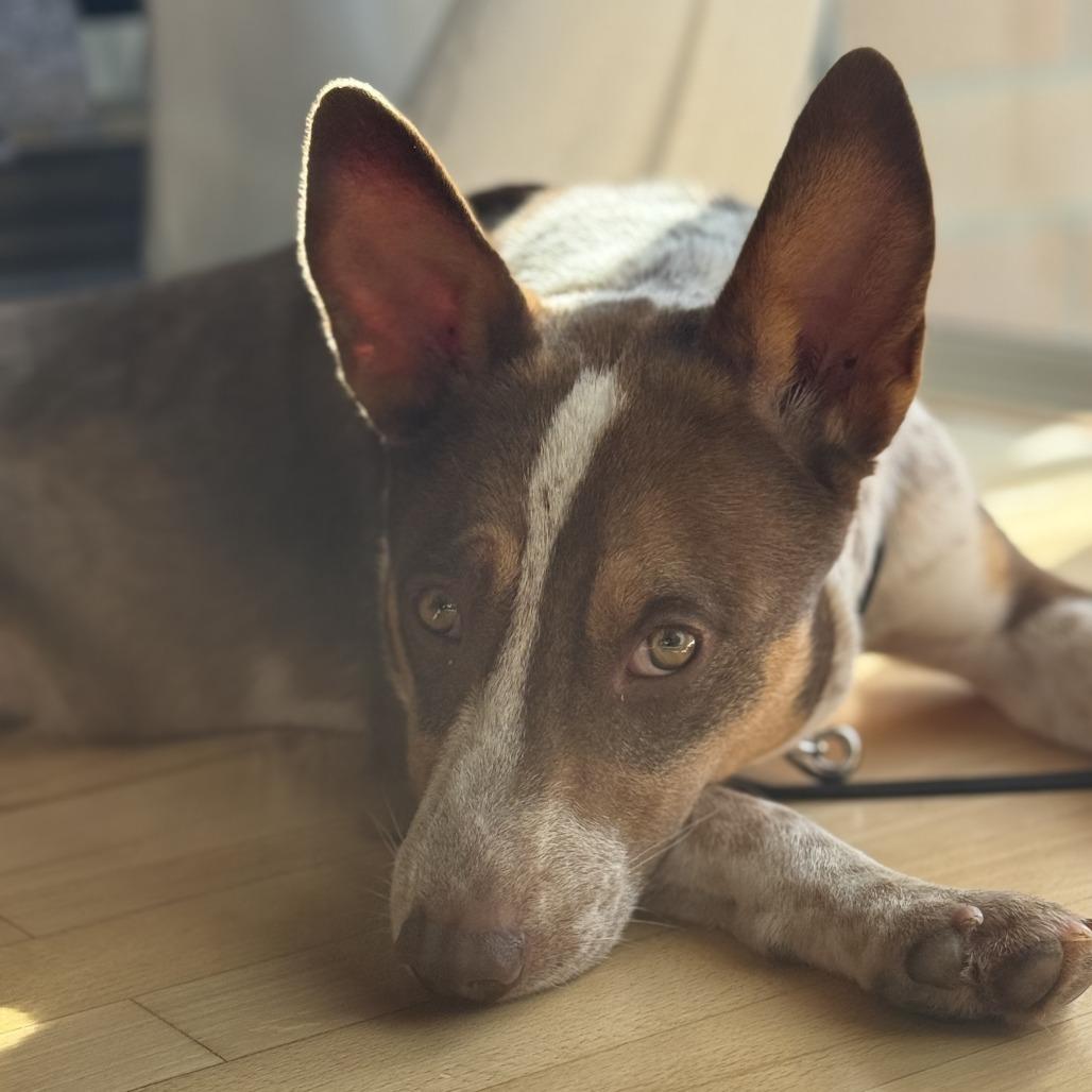 Enlarge Gatsby, a Adoptable mixed breed in Northbrook, IL image 5/6