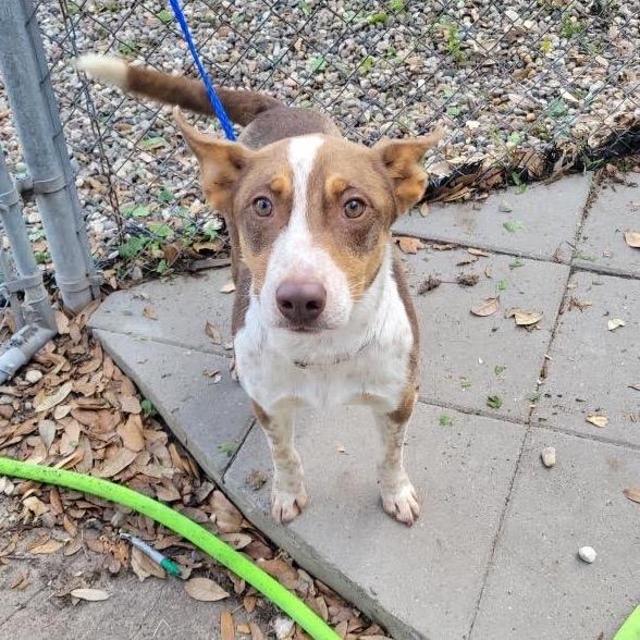 Enlarge Gatsby, a Adoptable mixed breed in Northbrook, IL image 6/6