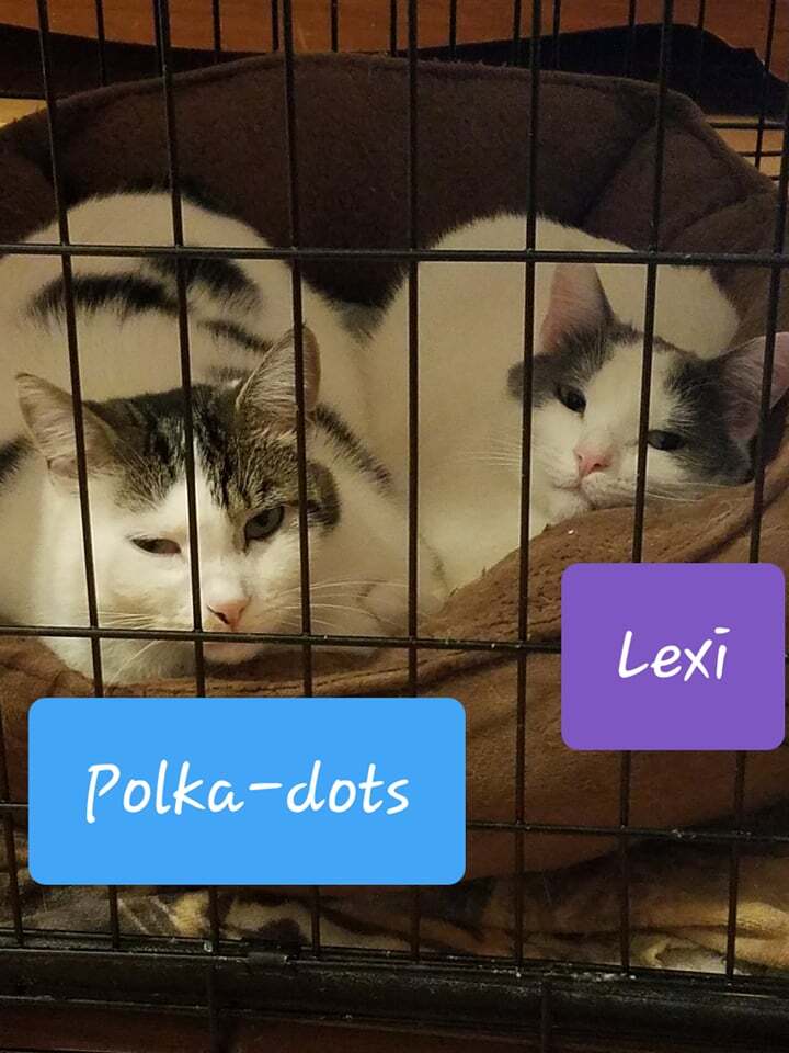 Lexi & Polkadots, Adoptable, Young Female Domestic Short Hair.
