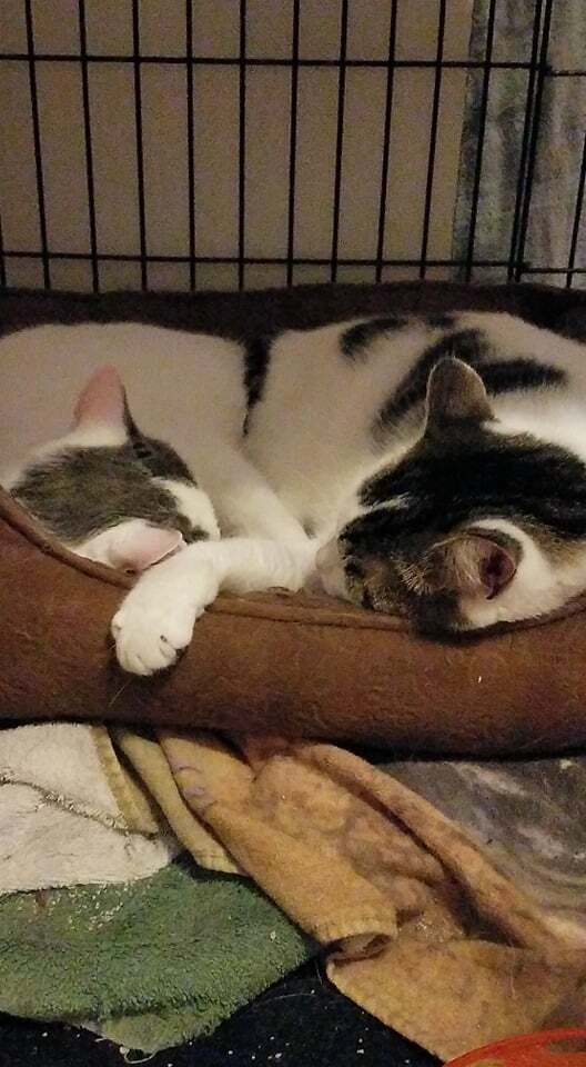 Lexi & Polkadots, a Adoptable Domestic Short Hair in Rochester, NY image 2/8