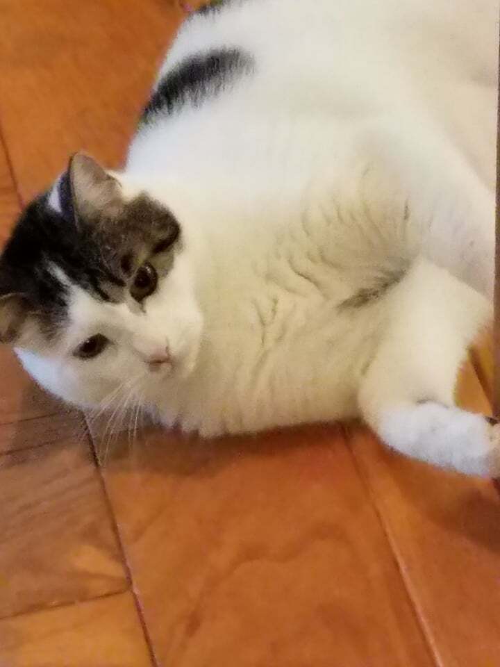 Lexi & Polkadots, a Adoptable Domestic Short Hair in Rochester, NY image 3/8