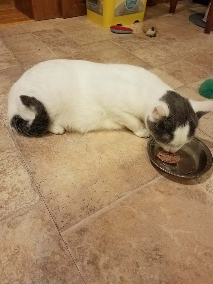 Lexi & Polkadots, a Adoptable Domestic Short Hair in Rochester, NY image 4/8