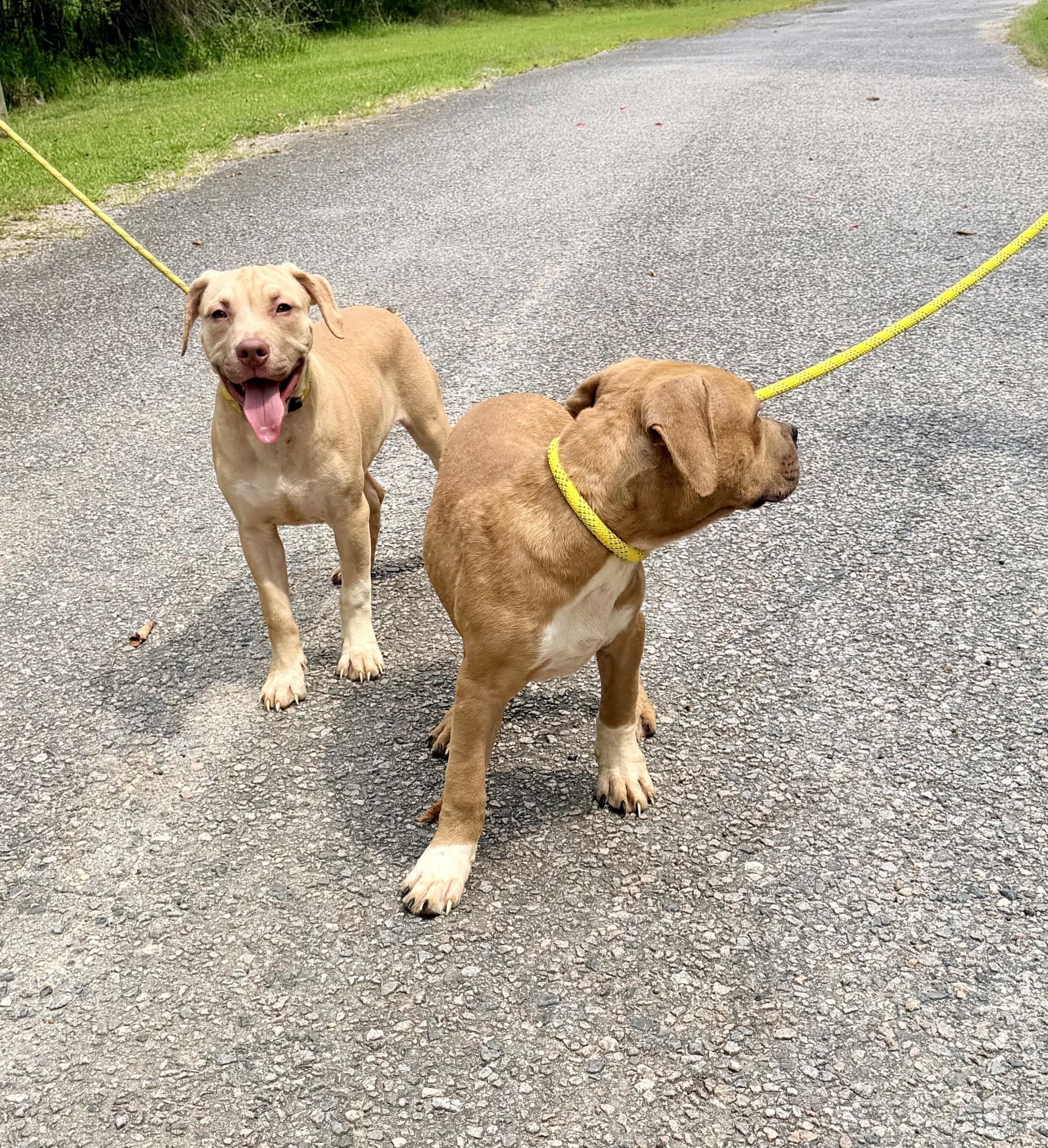 Enlarge Lucy, a Adoptable mixed breed in Petersburg, VA image 6/6