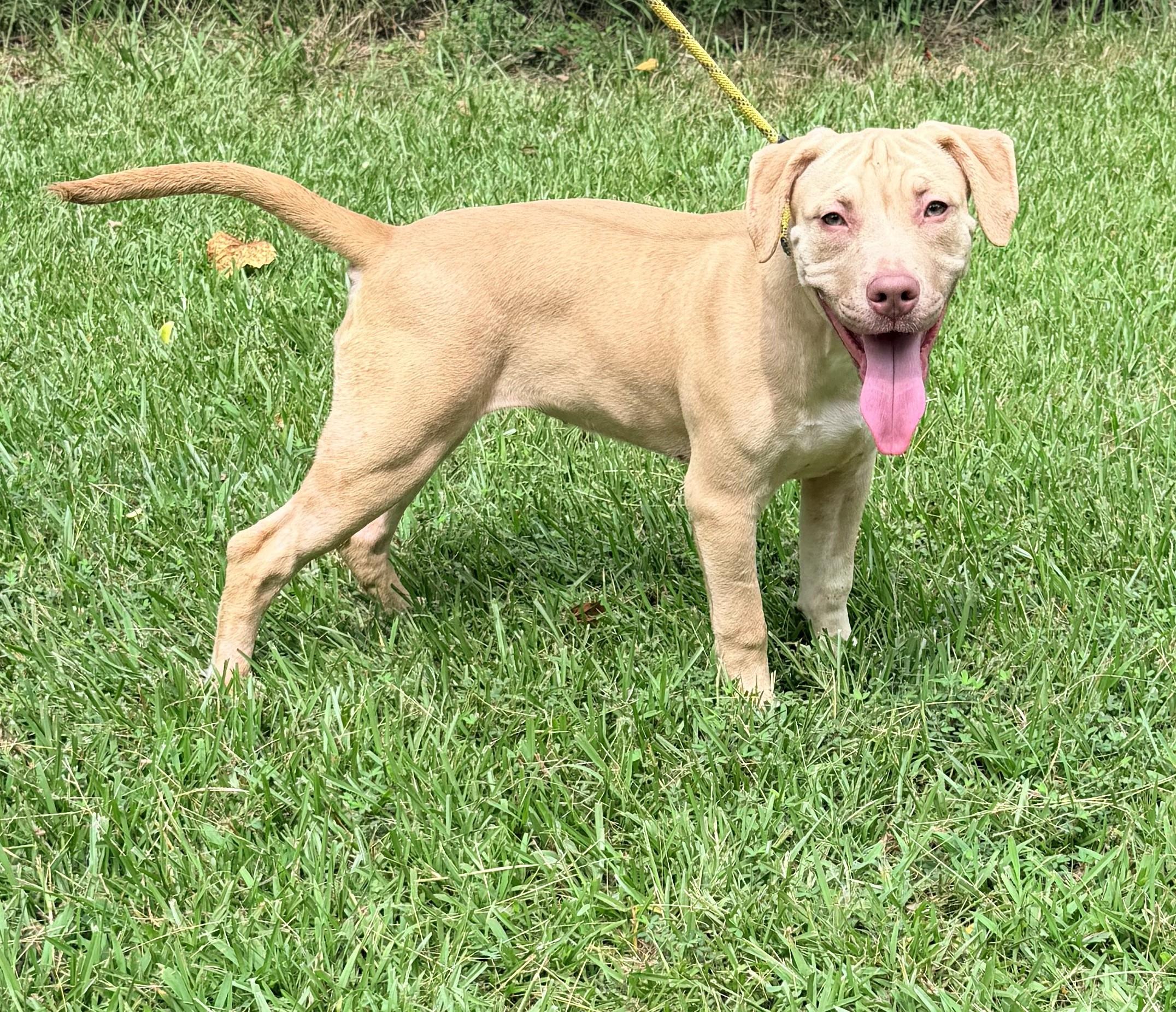 Enlarge Lucy, a Adoptable mixed breed in Petersburg, VA image 2/6