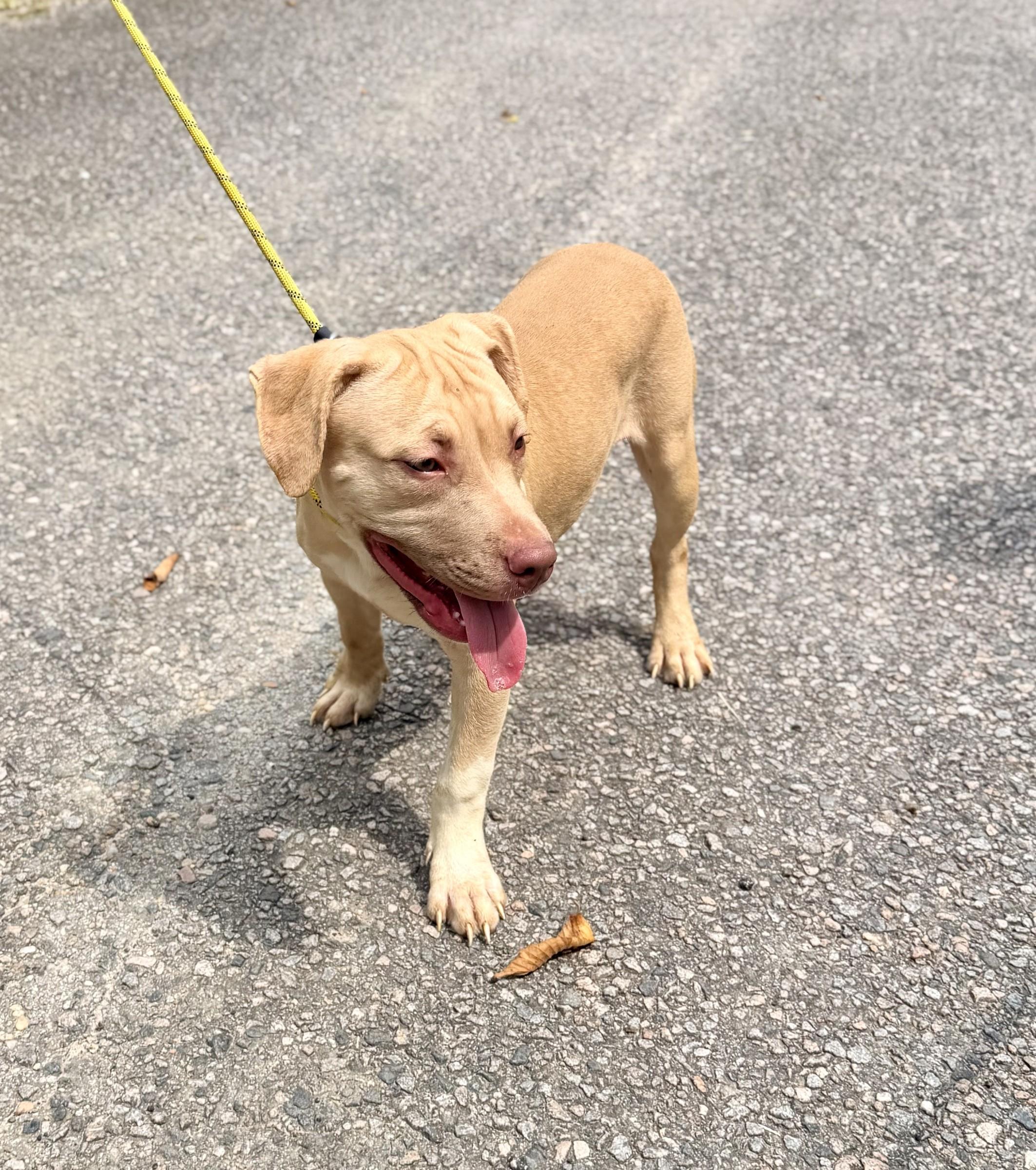 Enlarge Lucy, a Adoptable mixed breed in Petersburg, VA image 3/6