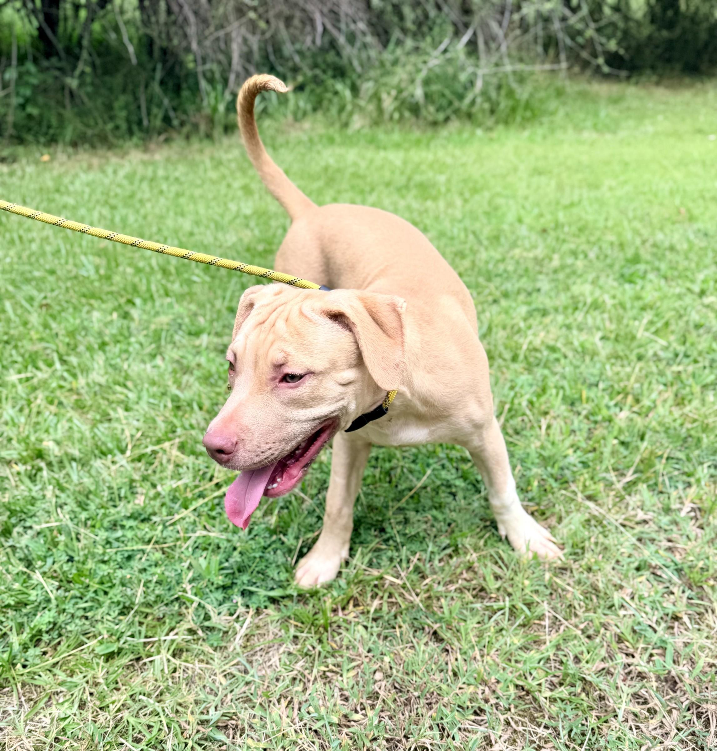 Enlarge Lucy, a Adoptable mixed breed in Petersburg, VA image 5/6