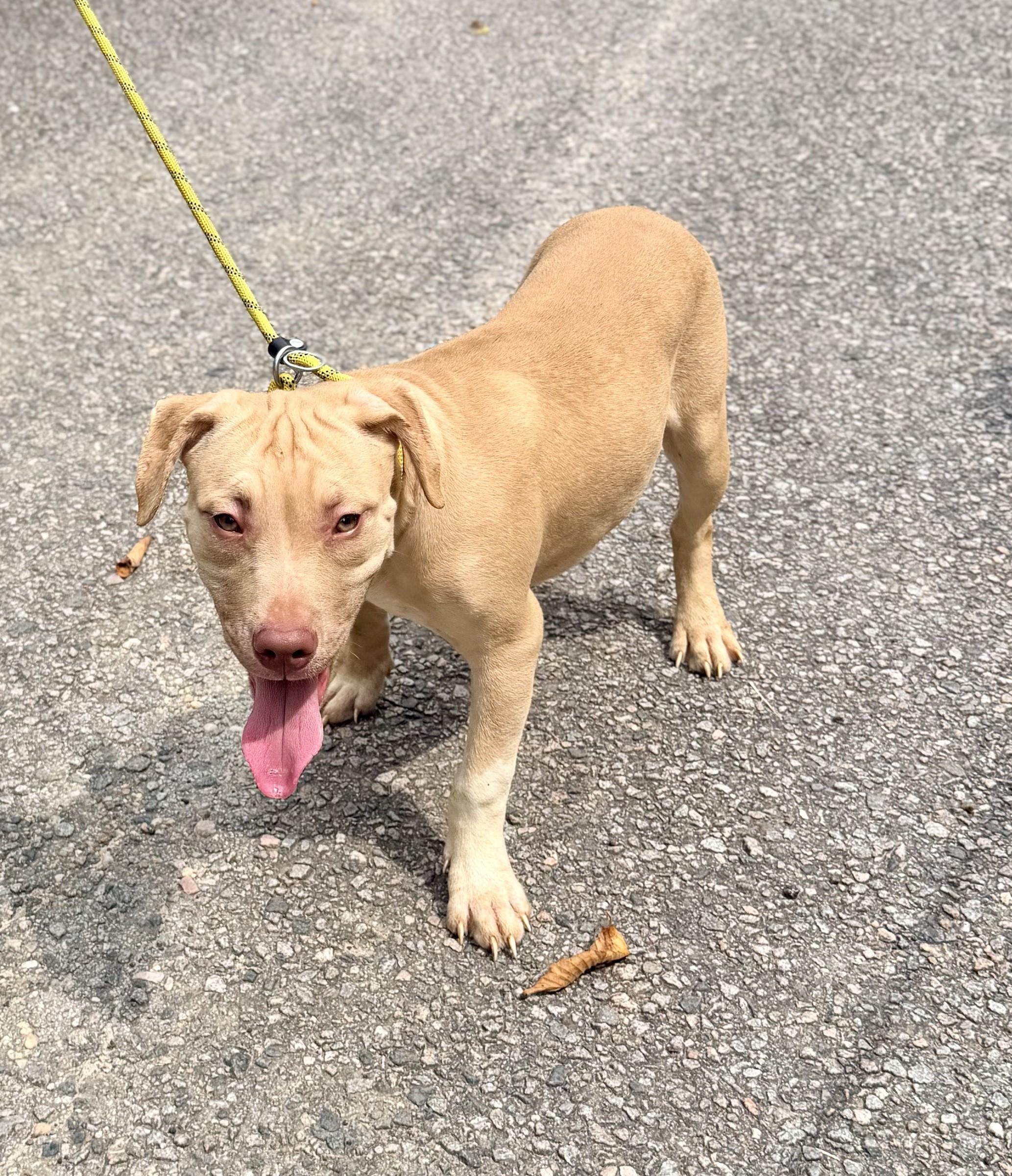 Enlarge Lucy, a Adoptable mixed breed in Petersburg, VA image 4/6