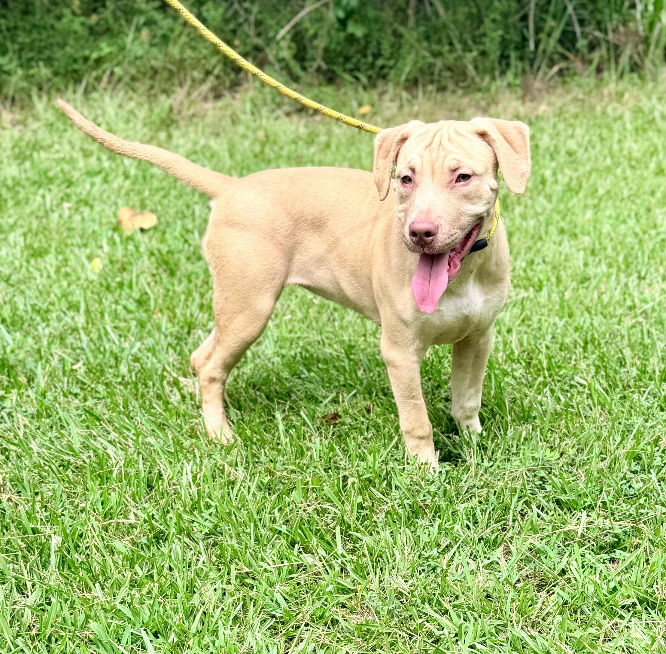 Lucy, Adoptable, Puppy Female Labrador Retriever & Pit Bull Terrier.
