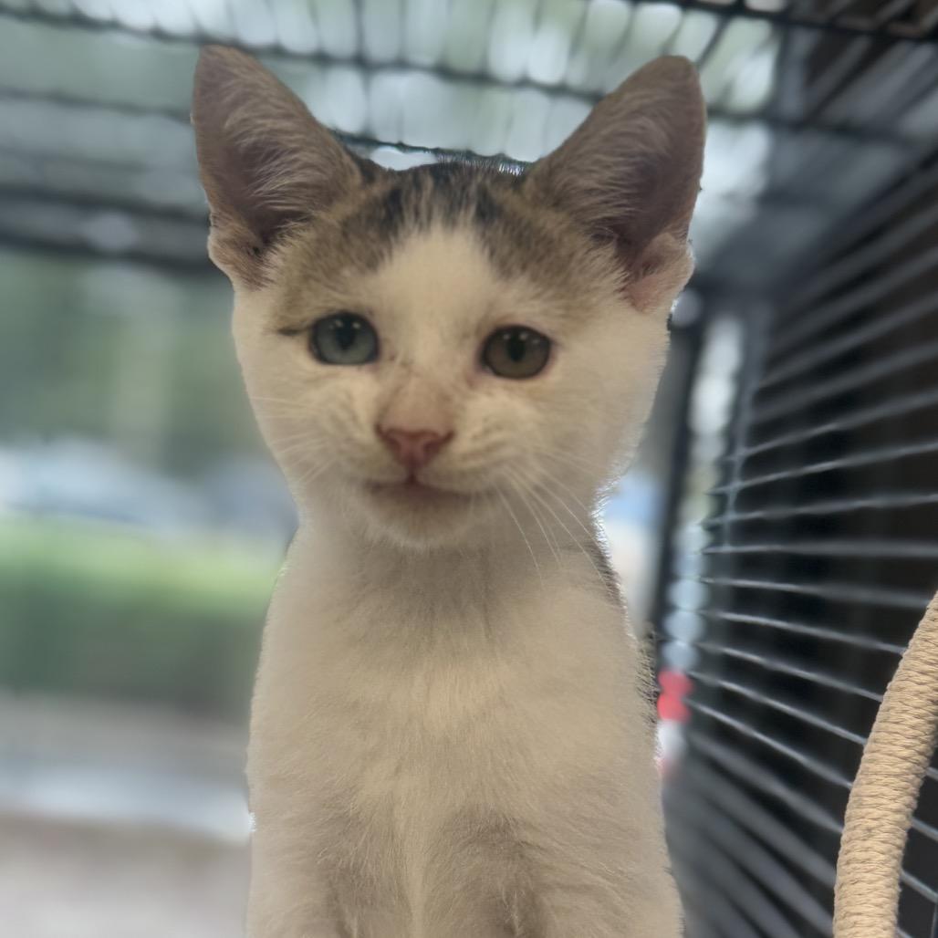 Zig Zag, Adoptable, Kitten Male Domestic Short Hair.