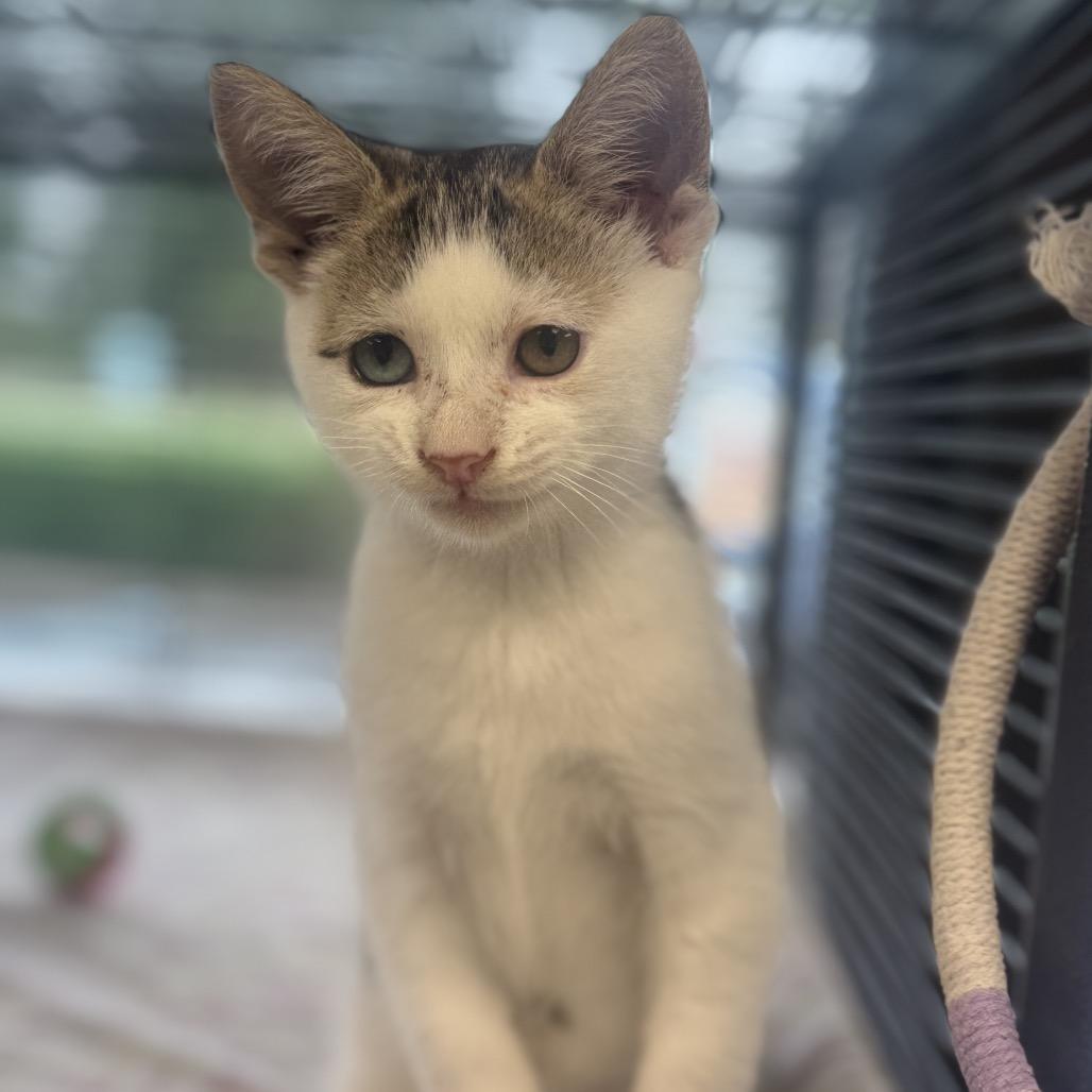 Enlarge Zig Zag, a Adoptable Domestic Short Hair in Chesapeake, VA image 2/5