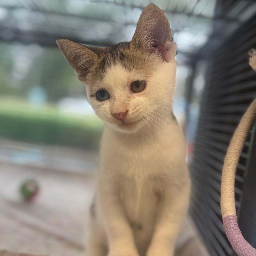 Enlarge Zig Zag, a Adoptable Domestic Short Hair in Chesapeake, VA image 3/5