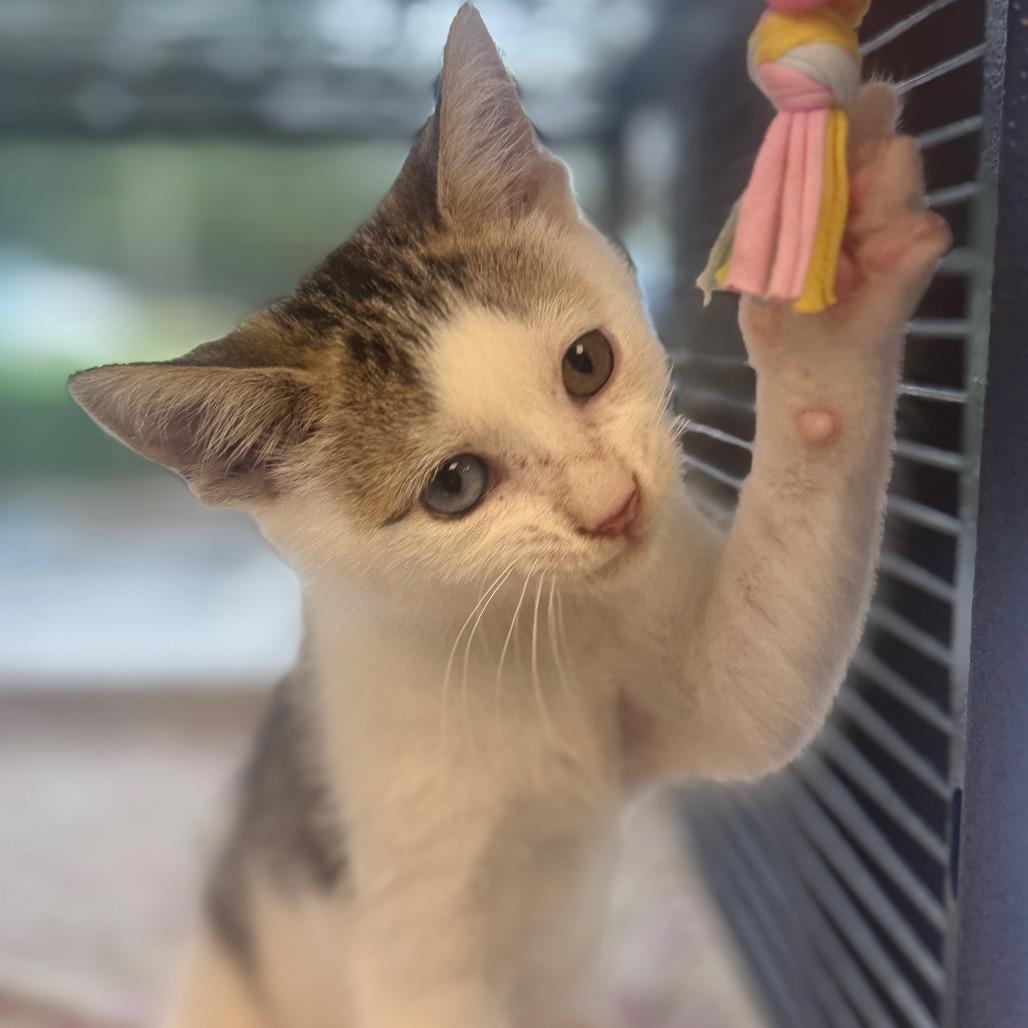Enlarge Zig Zag, a Adoptable Domestic Short Hair in Chesapeake, VA image 4/5
