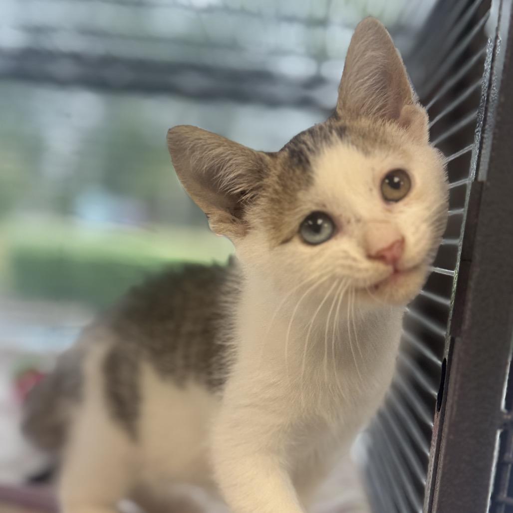 Enlarge Zig Zag, a Adoptable Domestic Short Hair in Chesapeake, VA image 5/5