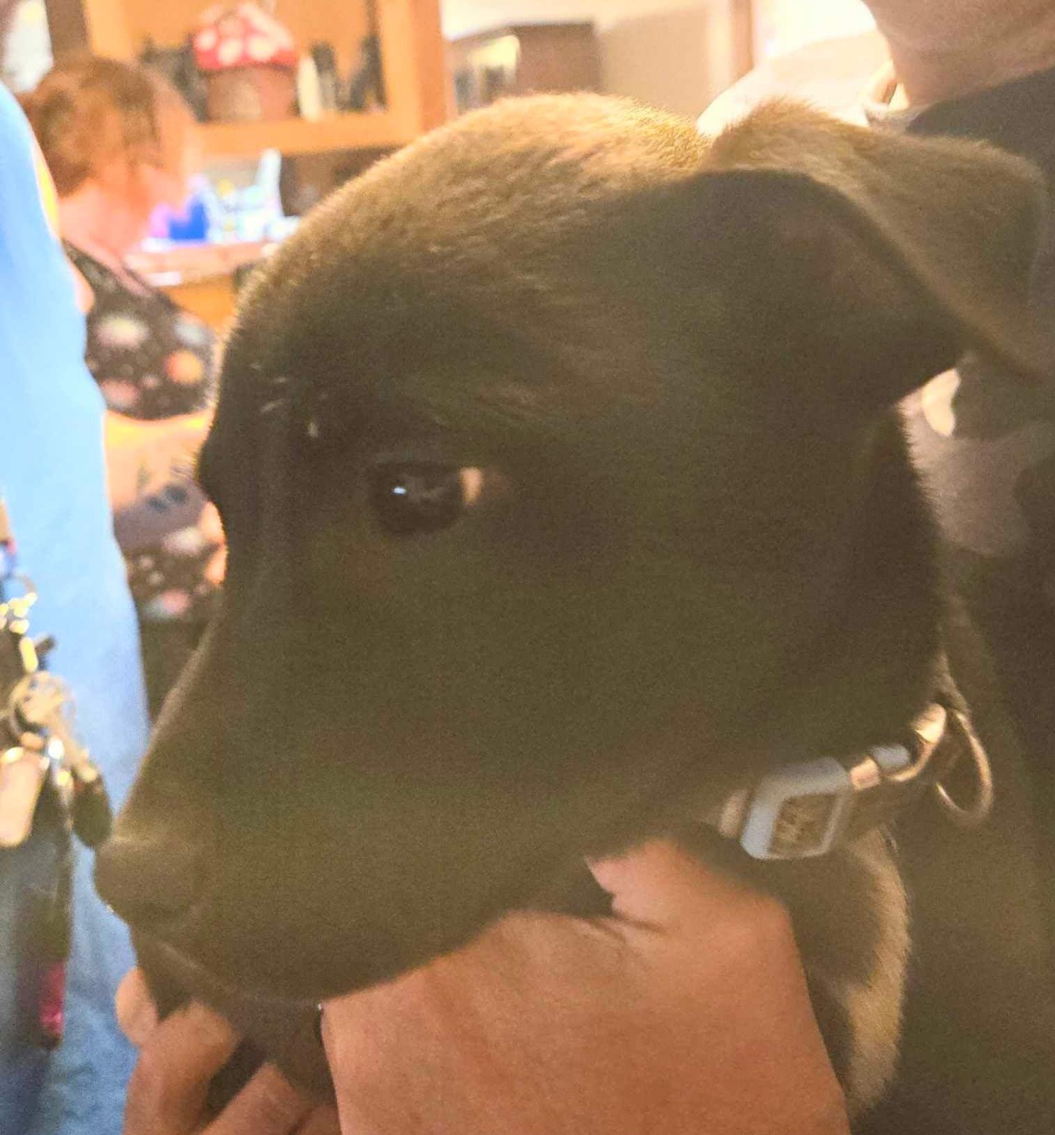 lol-Pinion, an adoptable Shepherd in Billings, MT, 59101 | Photo Image 2