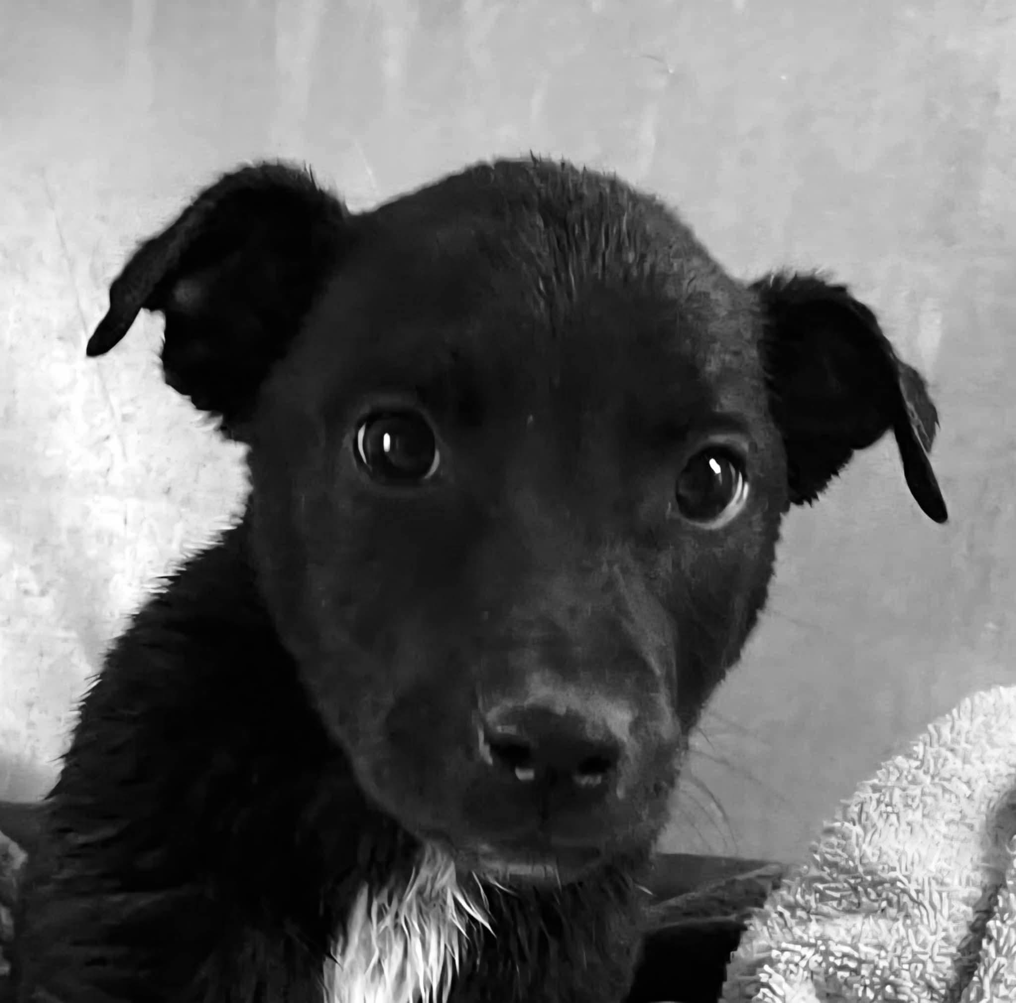 lol-Pinion, an adoptable Shepherd in Billings, MT, 59101 | Photo Image 1