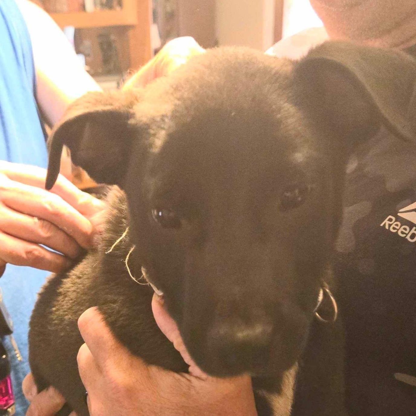 lol-Pinion, an adoptable Shepherd in Billings, MT, 59101 | Photo Image 3
