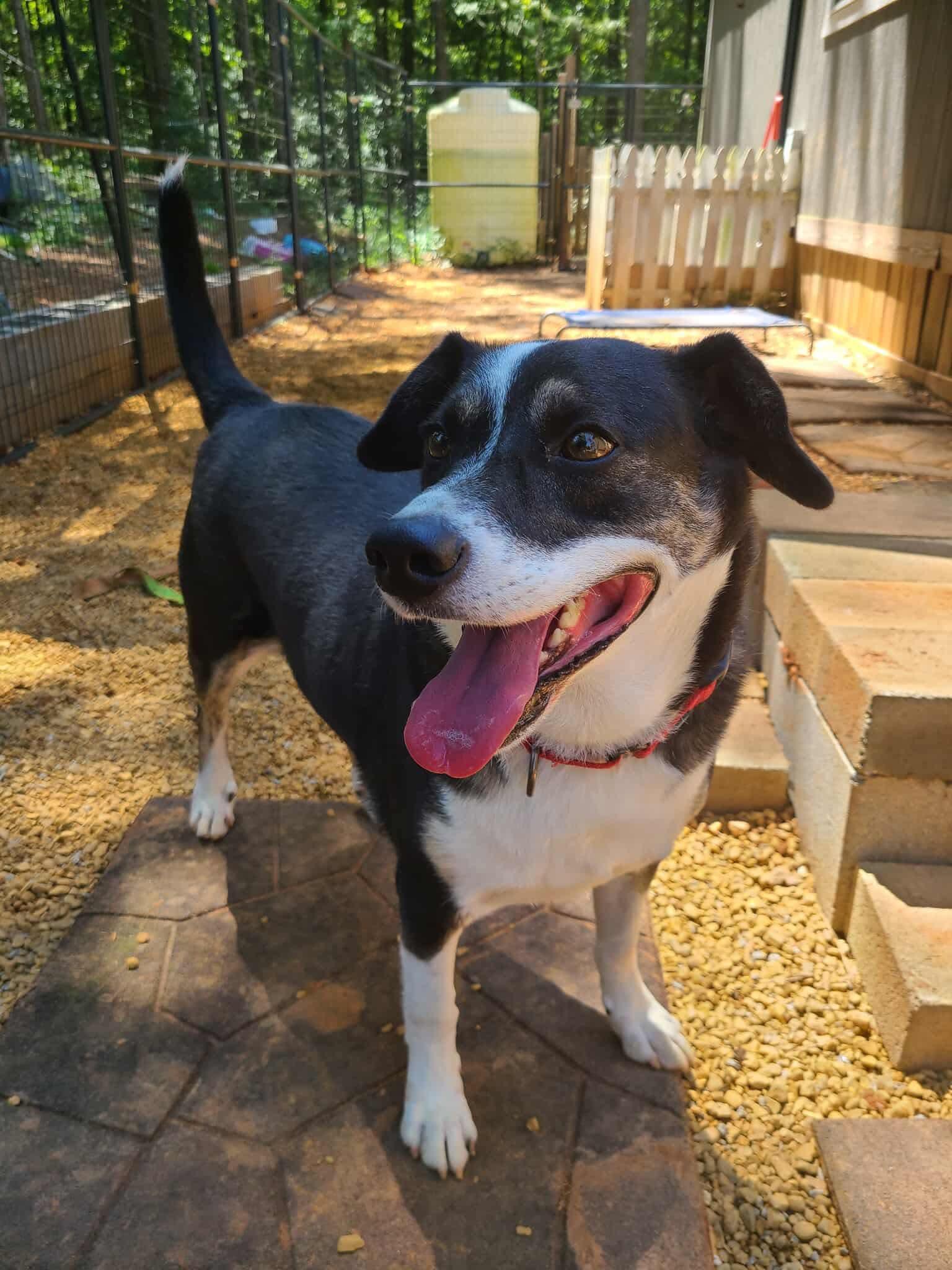 Snacks, a Adoptable mixed breed in Roanoke, AL image 2/6