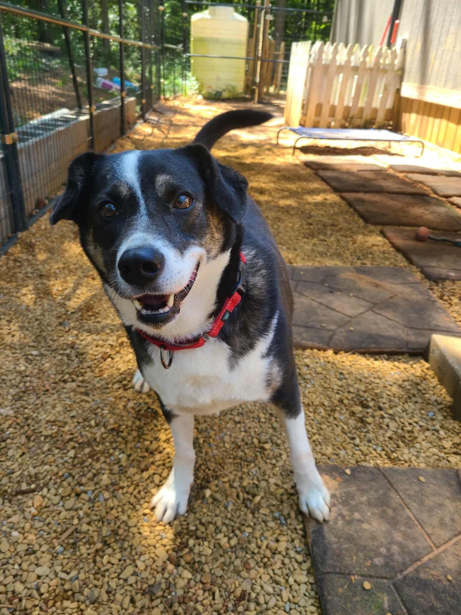 Enlarge Snacks, a Adoptable mixed breed in Roanoke, AL image 2/6