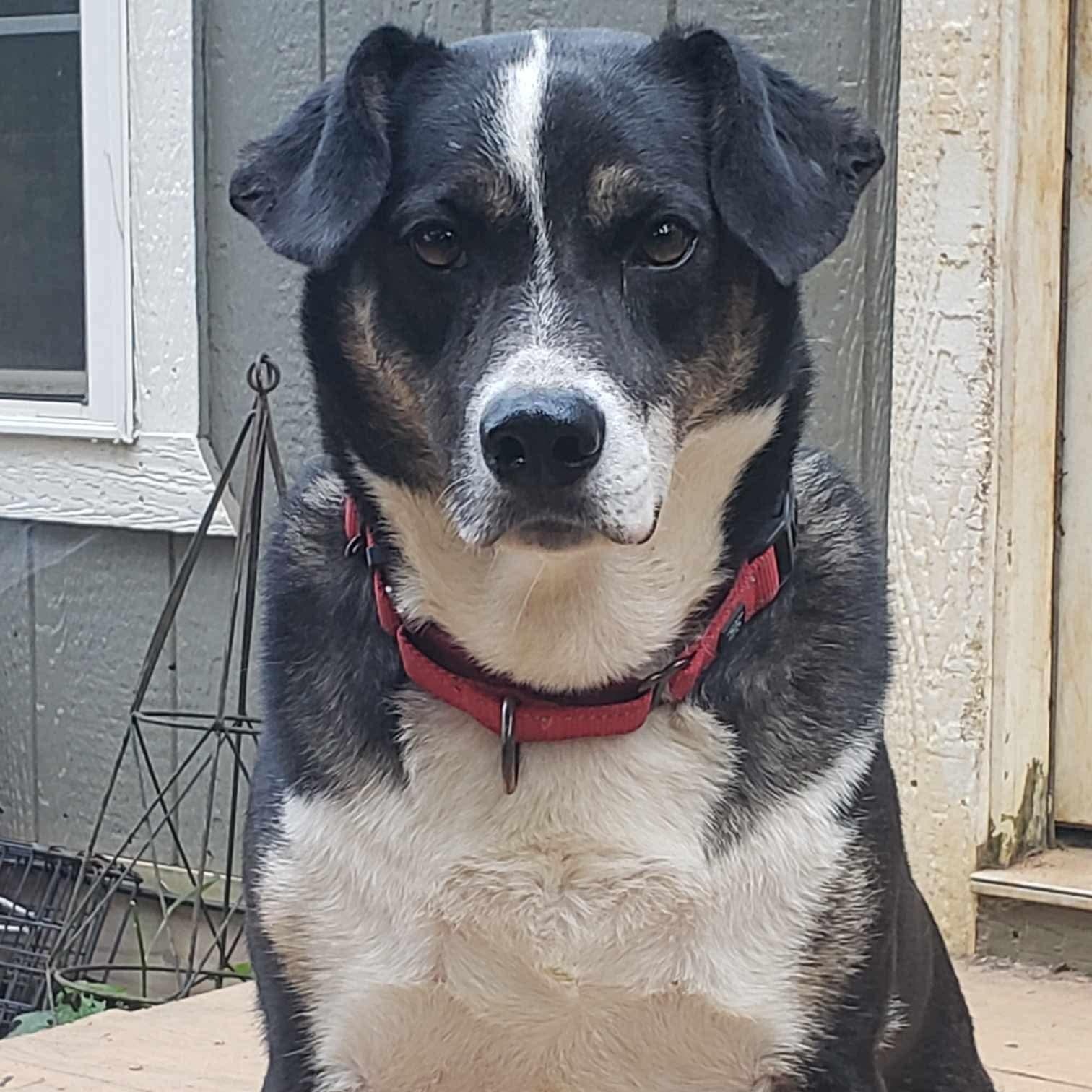 Enlarge Snacks, a Adoptable mixed breed in Roanoke, AL image 3/6