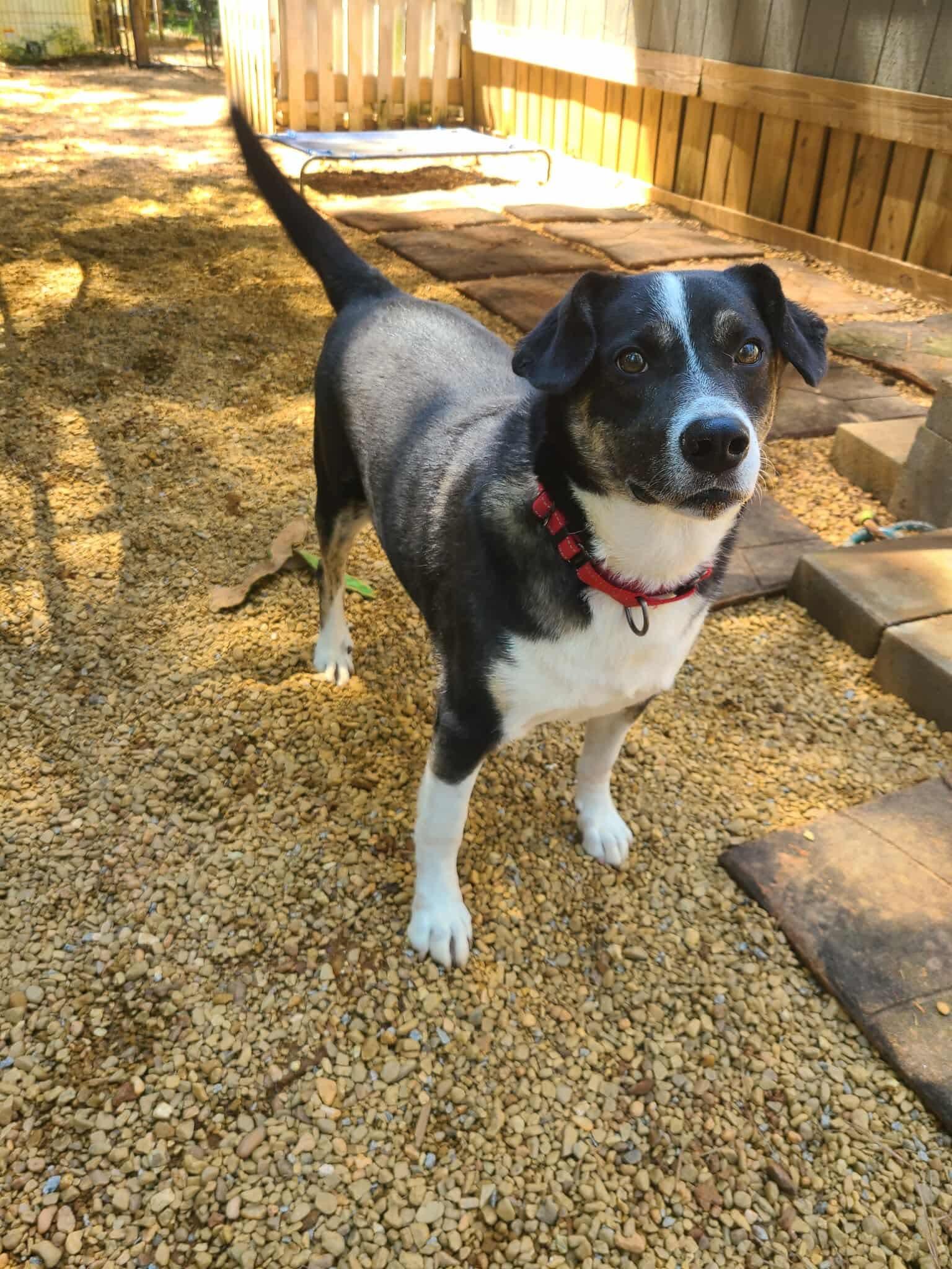 Snacks, a Adoptable mixed breed in Roanoke, AL image 3/6