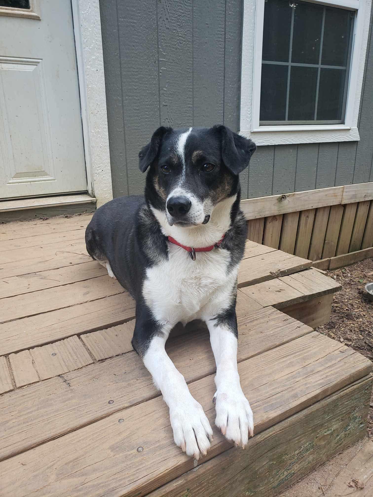Snacks, a Adoptable mixed breed in Roanoke, AL image 4/6
