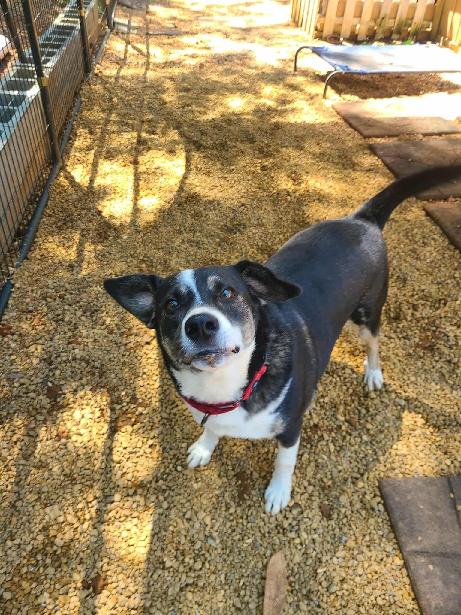 Snacks, a Adoptable mixed breed in Roanoke, AL image 6/6