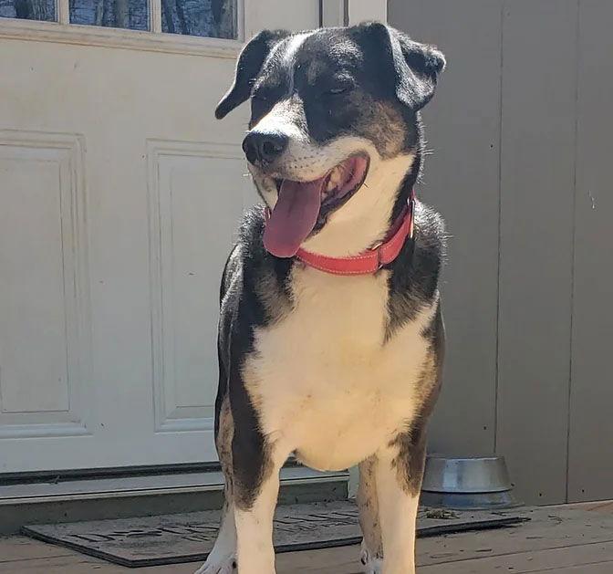 Enlarge Snacks, a Adoptable mixed breed in Roanoke, AL image 1/1