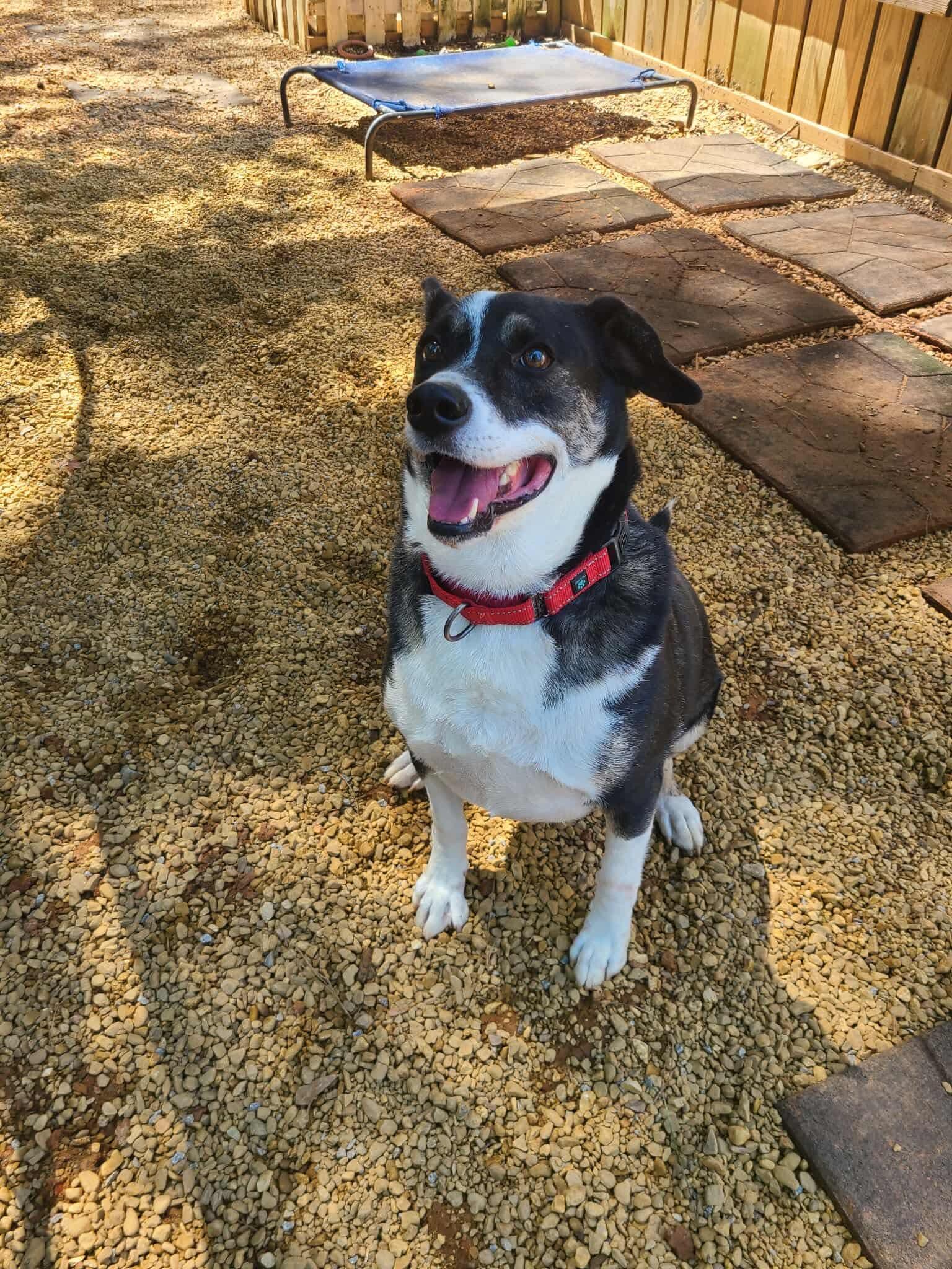 Snacks, a Adoptable mixed breed in Roanoke, AL image 5/6