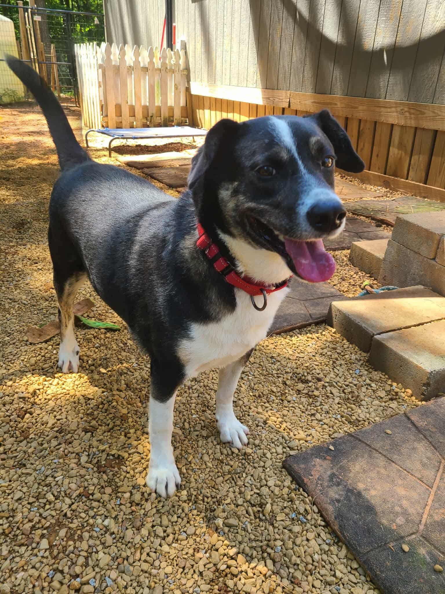 Enlarge Snacks, a Adoptable mixed breed in Roanoke, AL image 5/6