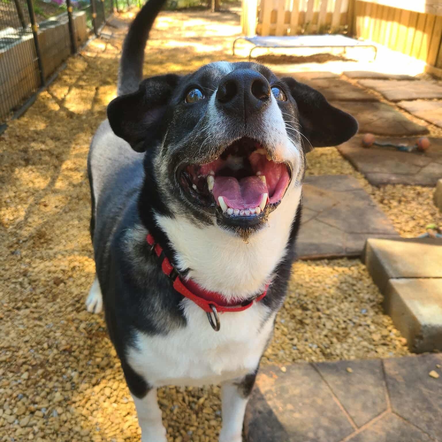 Enlarge Snacks, a Adoptable mixed breed in Roanoke, AL image 6/6