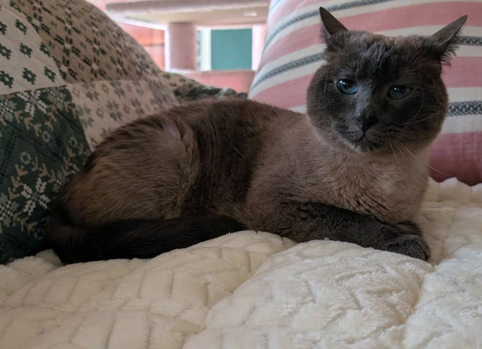 Enlarge Lottie, a ADOPTABLE Siamese in Mabank, TX image 3/5