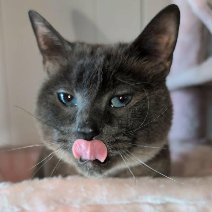 Enlarge Lottie, a ADOPTABLE Siamese in Mabank, TX image 1/5