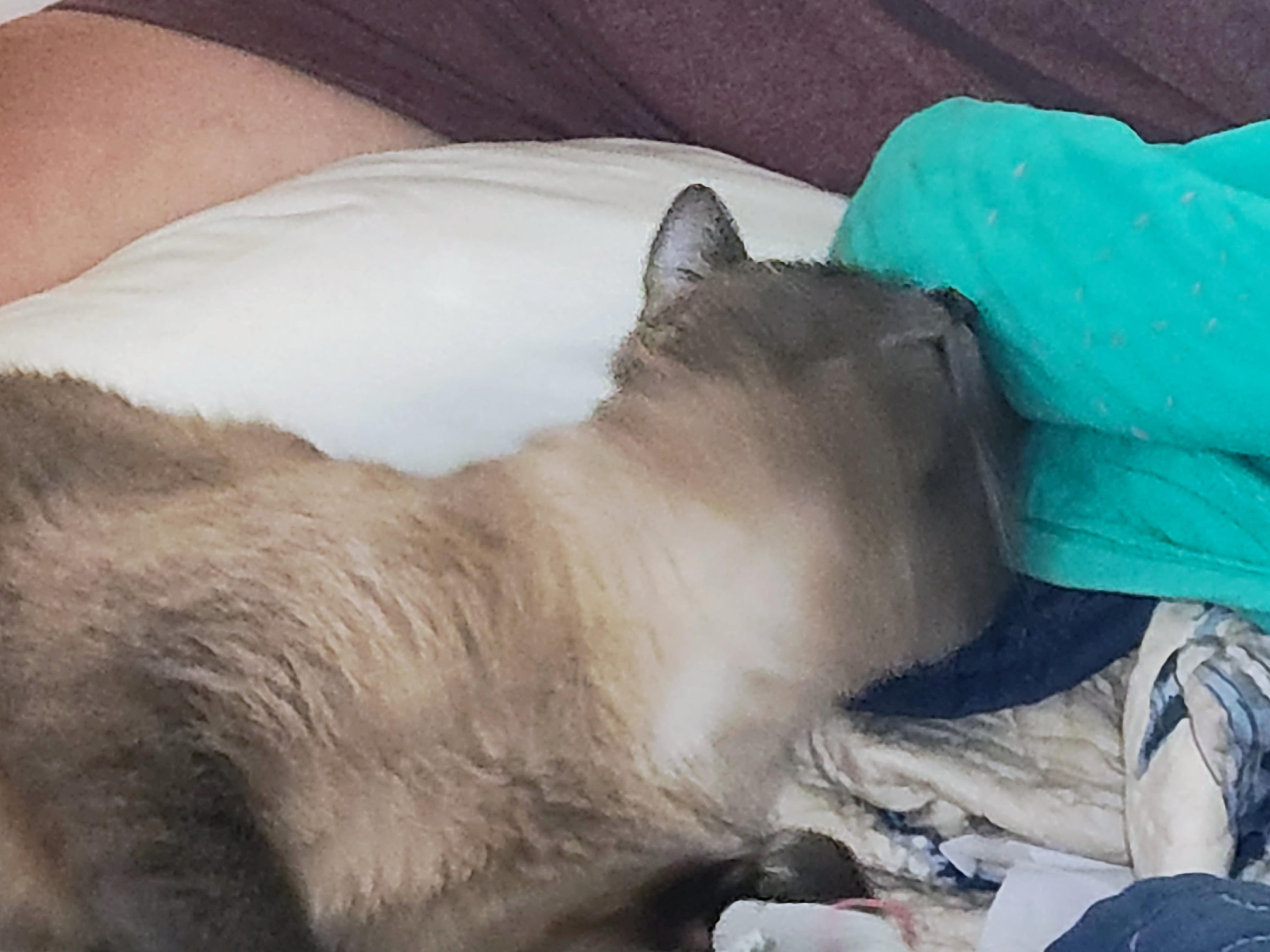 Lottie, a ADOPTABLE Siamese in Mabank, TX image 1/2