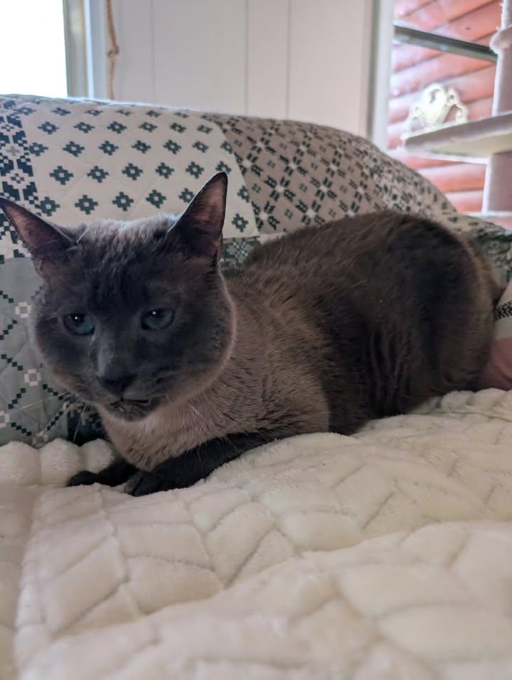Enlarge Lottie, a ADOPTABLE Siamese in Mabank, TX image 2/5