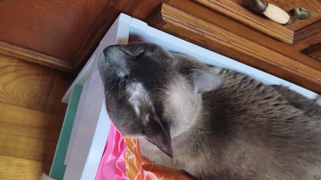 Enlarge Lottie, a ADOPTABLE Siamese in Mabank, TX video 2/2