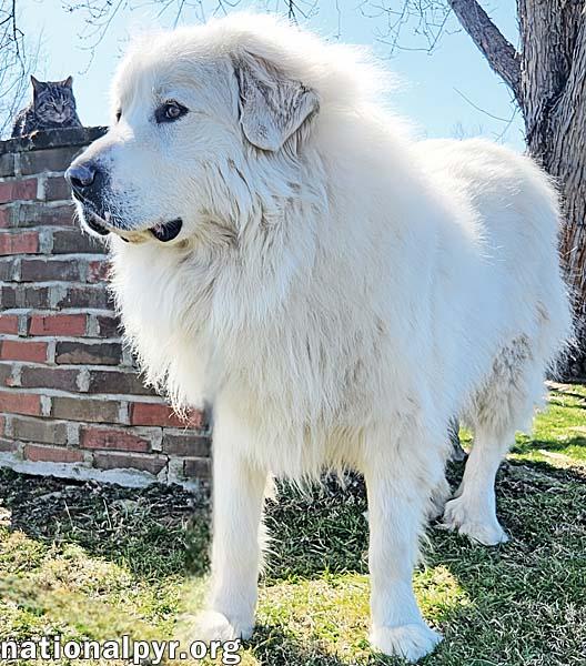 Chevy in KY - Gives a Pyr Lean to Trusted Humans!
