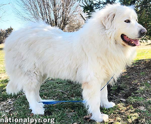 Chevy in KY - Gives a Pyr Lean to Trusted Humans!